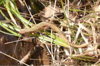 Zootoca vivipara