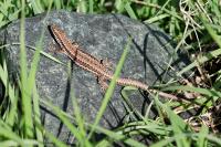 Podarcis muralis