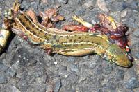 Lacerta bilineata