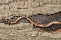 Anguis fragilis