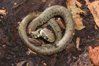 Natrix helvetica