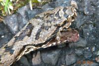 Vipera aspis