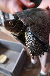Emys orbicularis