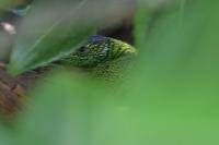 Lacerta bilineata