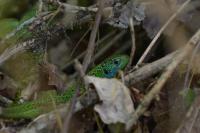 Lacerta bilineata