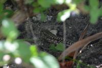 Podarcis muralis
