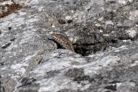 Podarcis muralis