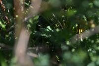 Lacerta bilineata