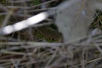 Lacerta bilineata