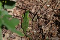 Lacerta bilineata