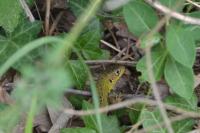 Lacerta bilineata