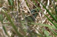 Lacerta bilineata