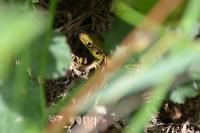 Lacerta bilineata