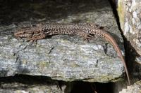 Podarcis muralis