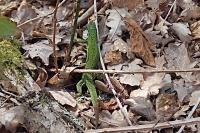 Lacerta bilineata bilineata
