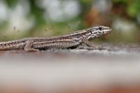 Podarcis muralis