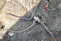 Anguis fragilis