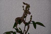 Coronella austriaca