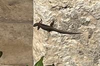 Podarcis muralis