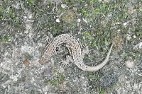 Podarcis muralis