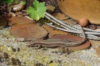 Podarcis muralis