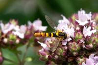 Sphaerophoria scripta