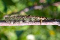 Distoleon tetragrammicus