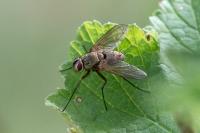 Dexia rustica
