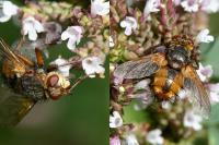 Tachina fera
