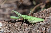 Mantis religiosa