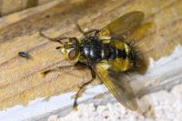 Tachina fera