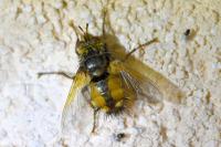 Tachina fera