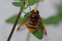 Volucella zonaria