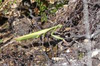 Mantis religiosa
