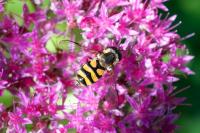 Didea fasciata