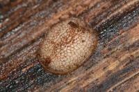 Microdon