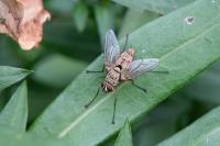 Dexia rustica