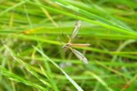 Tipula vernalis