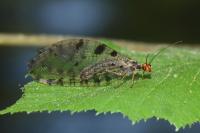 Osmylus fulvicephalus