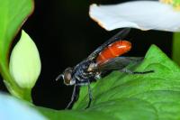 Cylindromyia bicolor