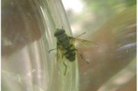 Myathropa florea