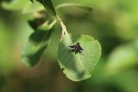 Hemipenthes morio