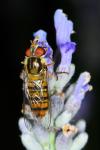 Episyrphus balteatus