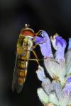 Episyrphus balteatus