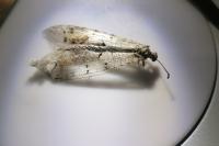 Distoleon tetragrammicus