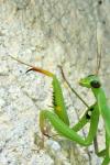 Mantis religiosa