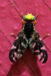 Euleia heraclei