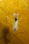 Microtendipes
