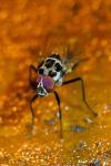 Anthomyia procellaris