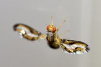 Toxoneura muliebris